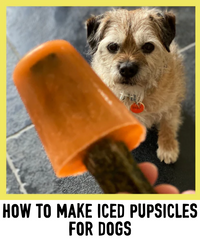 HOW TO MAKE ICED DOG LOLLIES