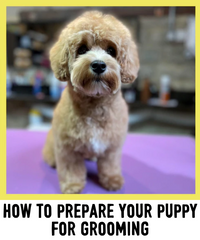 HOW TO PREPARE YOUR PUPPY FOR GROOMING