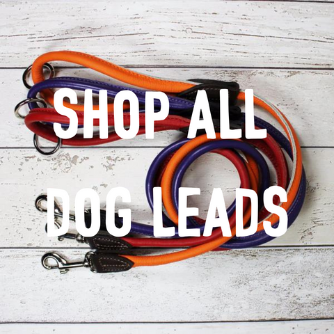 shop all dog leads