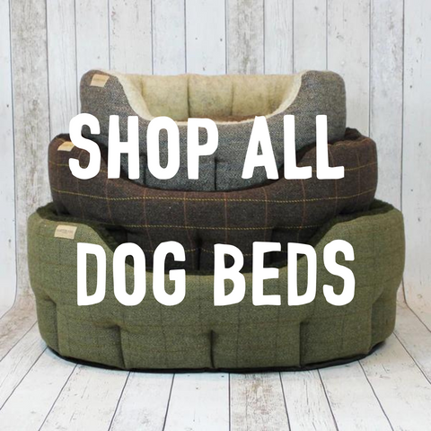 shop all dog beds