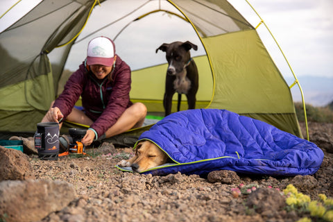how to camp with your dog
