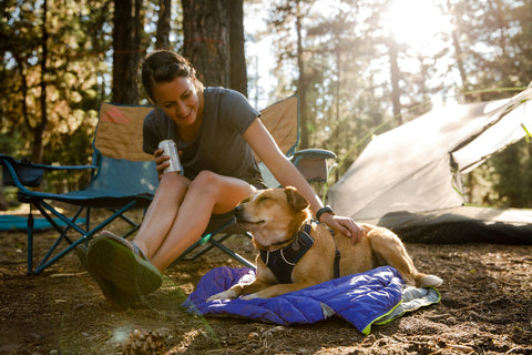 how to camp with your dog