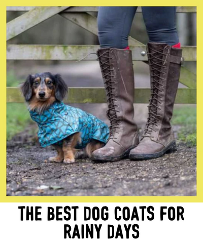 the best dog coats for rainy days