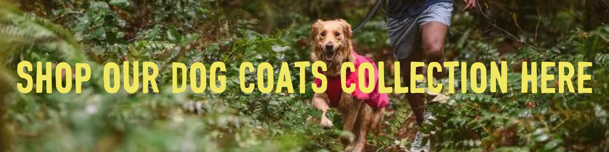 best dog coats for spring 2022