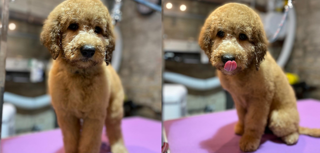 cockapoo grooming tips