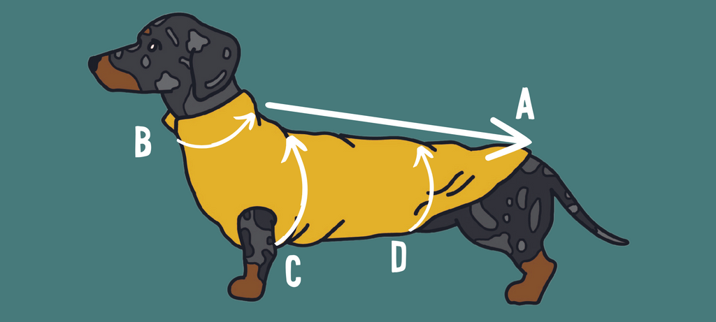 dachshund jumper size guide