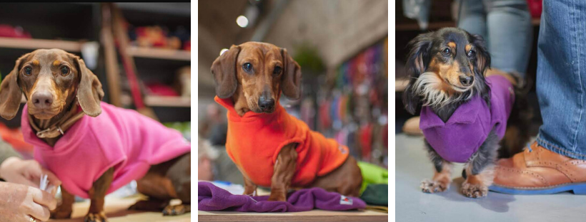 dachshund colourful fleece for dogs warm