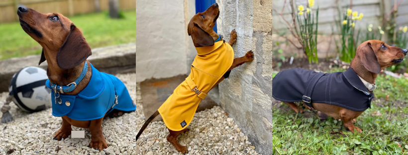 doghouse dachshund clothing