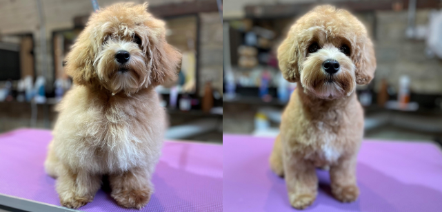 maltipoo before and after grooming