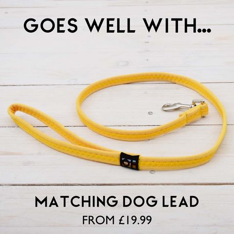 yellow oscar and hooch dog lead