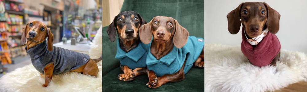 miniature dachshund must haves