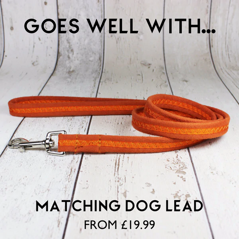 orange dog lead