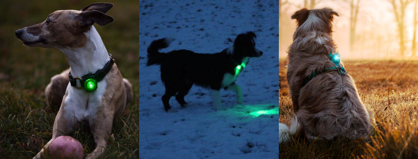 orbiloc collar safety light for dogs