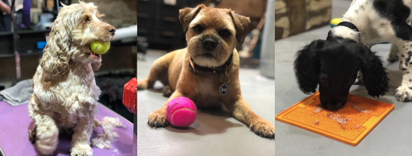 puppies playing in a grooming salon