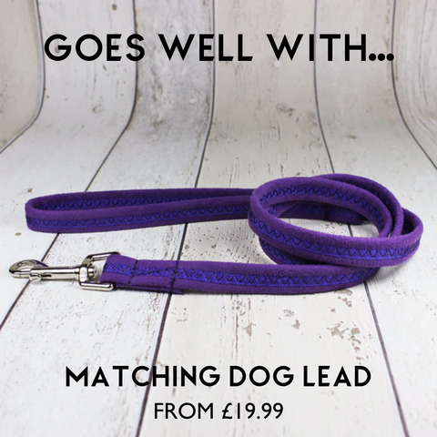 purple dog lead