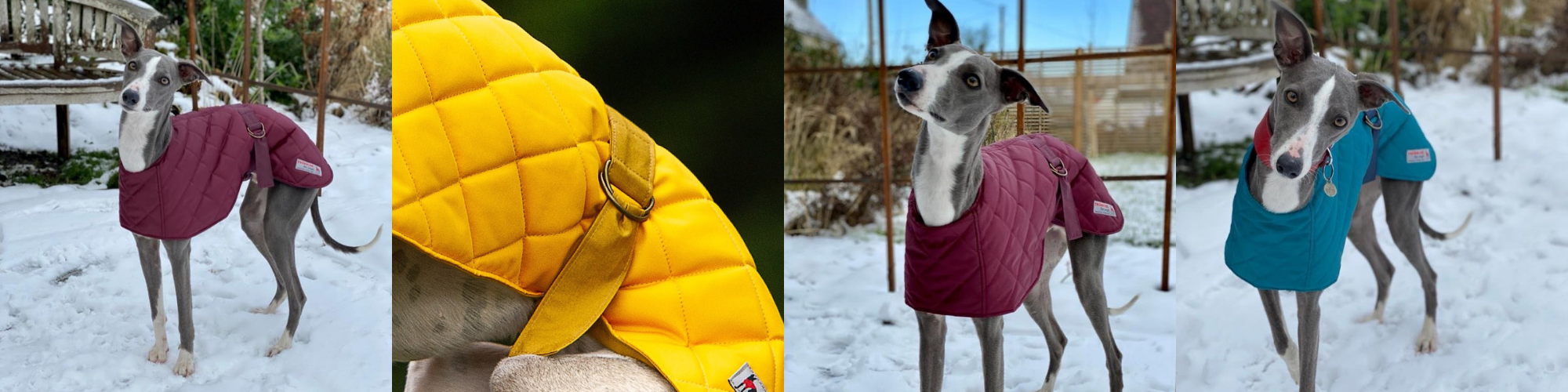 redhound for dogs whippet coats