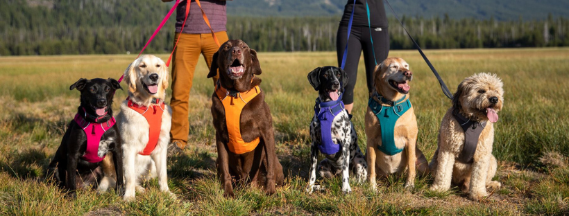 ruffwear front range dog harness - best harness for dogs