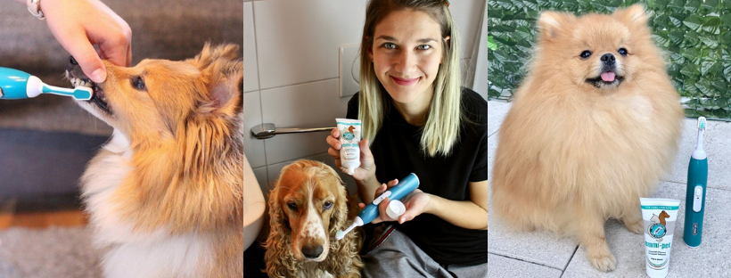 ultrasonic teeth cleaning for dogs