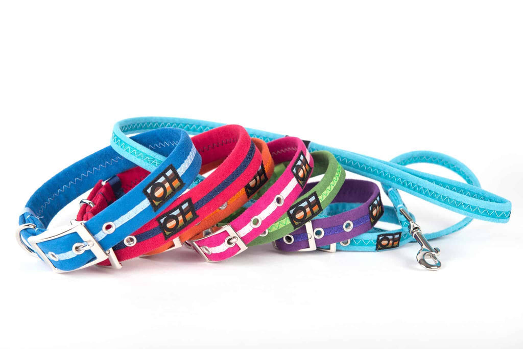 What colour dog collar? Examples of colour combinations – Oscar