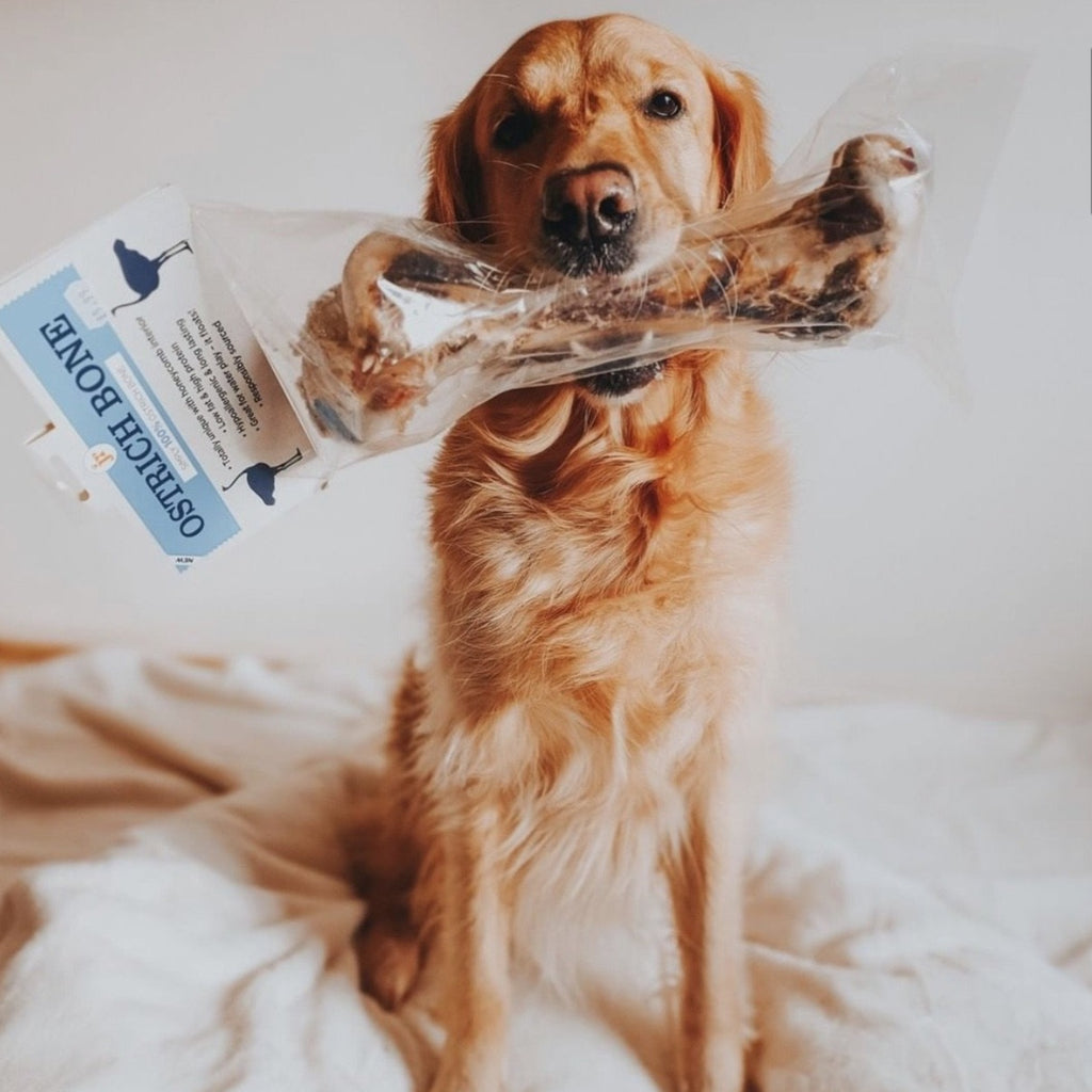 The Clam Treat-Dispensing Training Toy