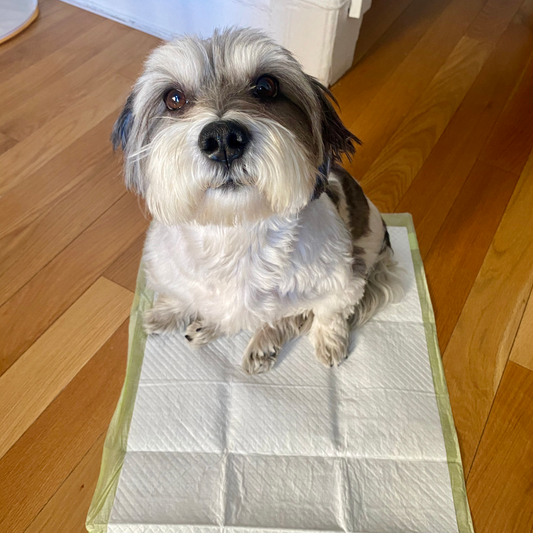 What Are Dog Pee Pads and How Do They Work?