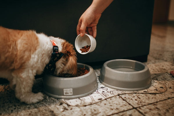 Dog eating food from bowl with water nearby.