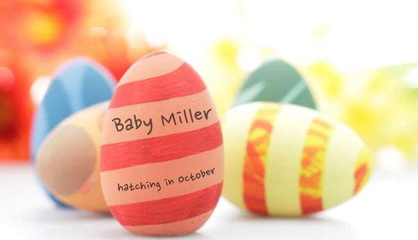 Colorful Easter eggs announce "Baby Miller" due in October.