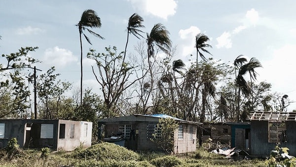 2017 Puerto Rico Hurricane. Palm trees hit with wind. Source: Jorge Garcia