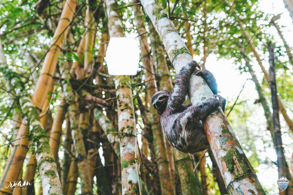 LuminAID Solar Lantern Sloth Sustainability