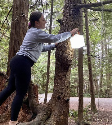 Woman hanging LuminAID solar lantern on a tree. Source: @Sarah Chlonta