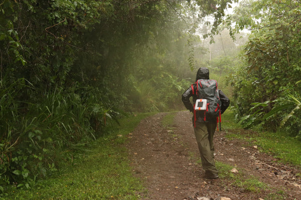 Person hiking in a rainy jungle Source: Not Applicable