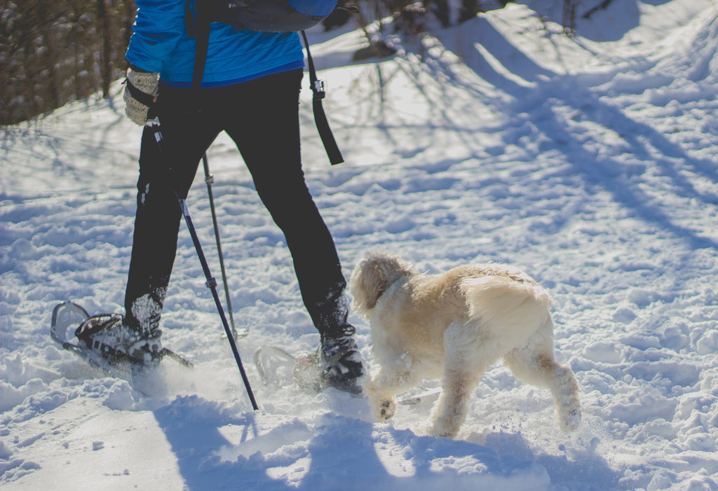 Woman Snowshoeing with Dog