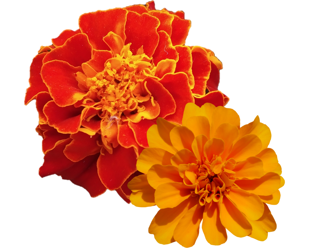Closeup of beautiful marigolds