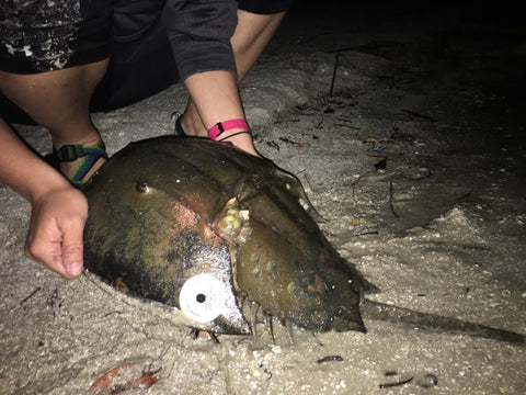 Horseshoe crab courtesy Marine Discovery Center