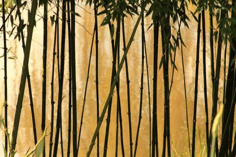 Bamboo Straws origin