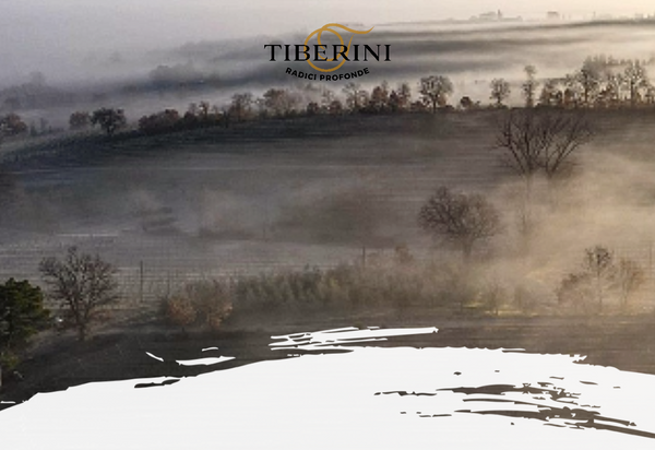 Tiberini Vinho Winerie