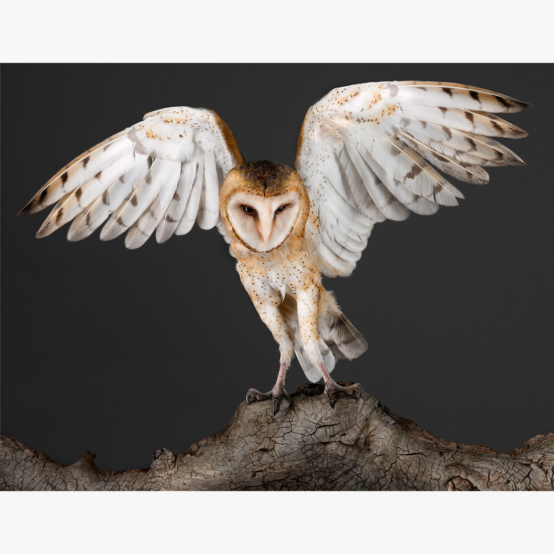 Garbo The Wingspread Barn Owl Art Print Photograph Ps Art Editions