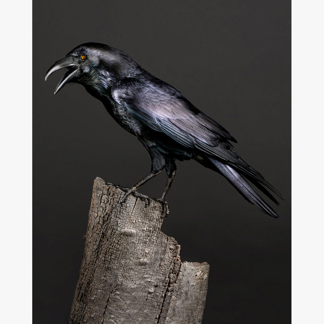 elegant Kiwi Knipperen Poe the Half Blind Raven Photograph Art Print - Peter Samuels Art Editions