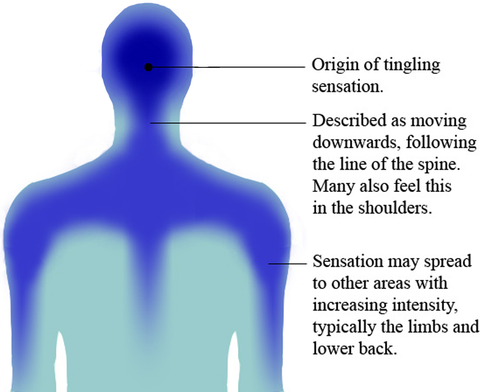 Graphic of human body describing how ASMR travels through the body