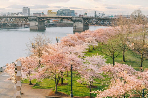 Cherry blossoms at Tom McCall Waterfront Park in Portland 