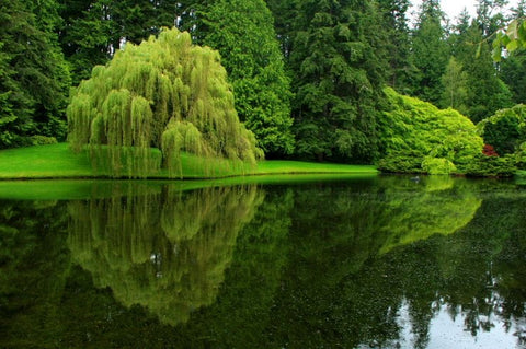 Bloedel Reserve