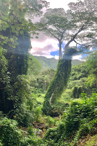 Manoa Falls Hike greenery, jurassic like trees and plants