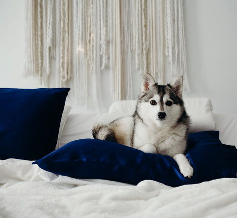 White and grey husky lying on bed