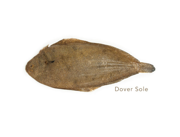 450-510 Dover Sole for sale - Parson’s Nose