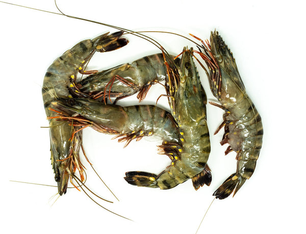 Tiger King Prawns (Raw) for sale - Parson’s Nose