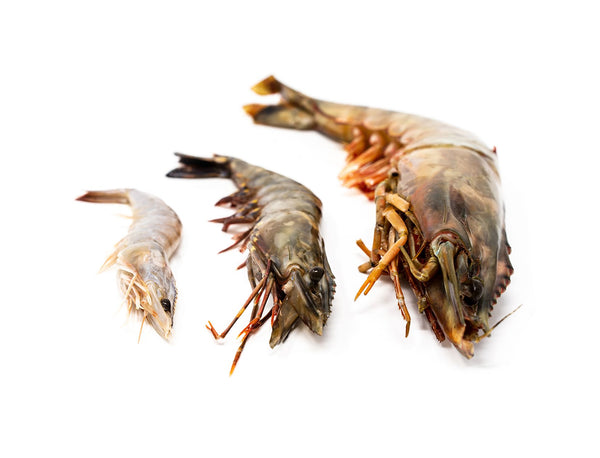 GIANT Tiger King Prawns (Raw) for sale - Parson’s Nose