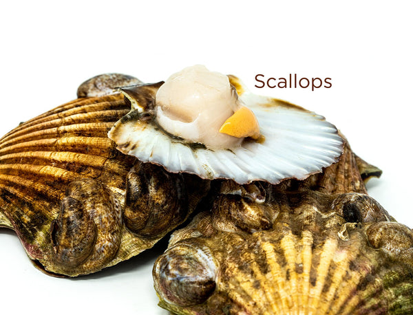 King Scallops (meat only) for sale - Parson’s Nose