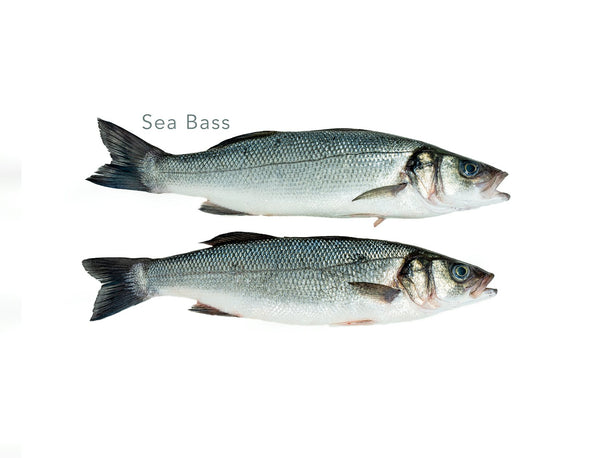 400-600 Sea Bass for sale - Parson’s Nose