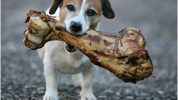 Premium Dog Bones for sale - Parson’s Nose