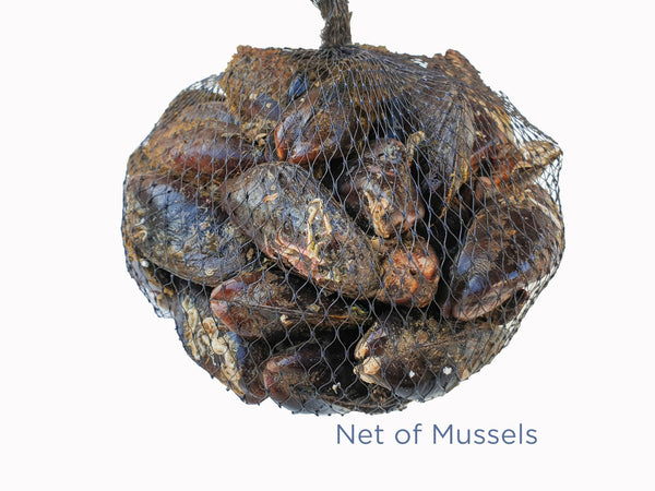 1.7kg Mussels for sale - Parson’s Nose